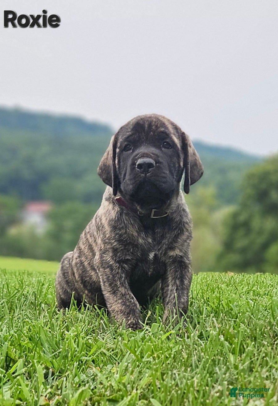 English Mastiff dogs English Mastiff 5 - Ad 1