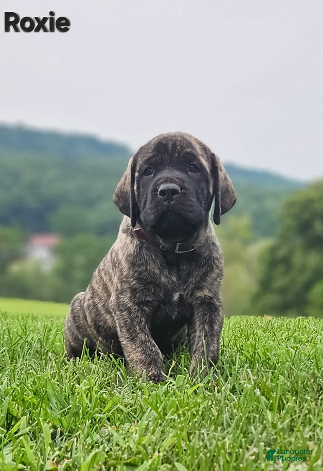 English Mastiff dogs for sale: English Mastiff 5 - Ad 1