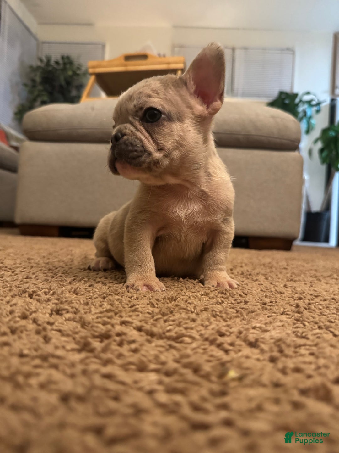 French Bulldog dogs for sale: French Bulldog Puppy 2 - Ad 2