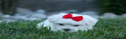 Maltese dogs for sale: OLLIE - Ad 6