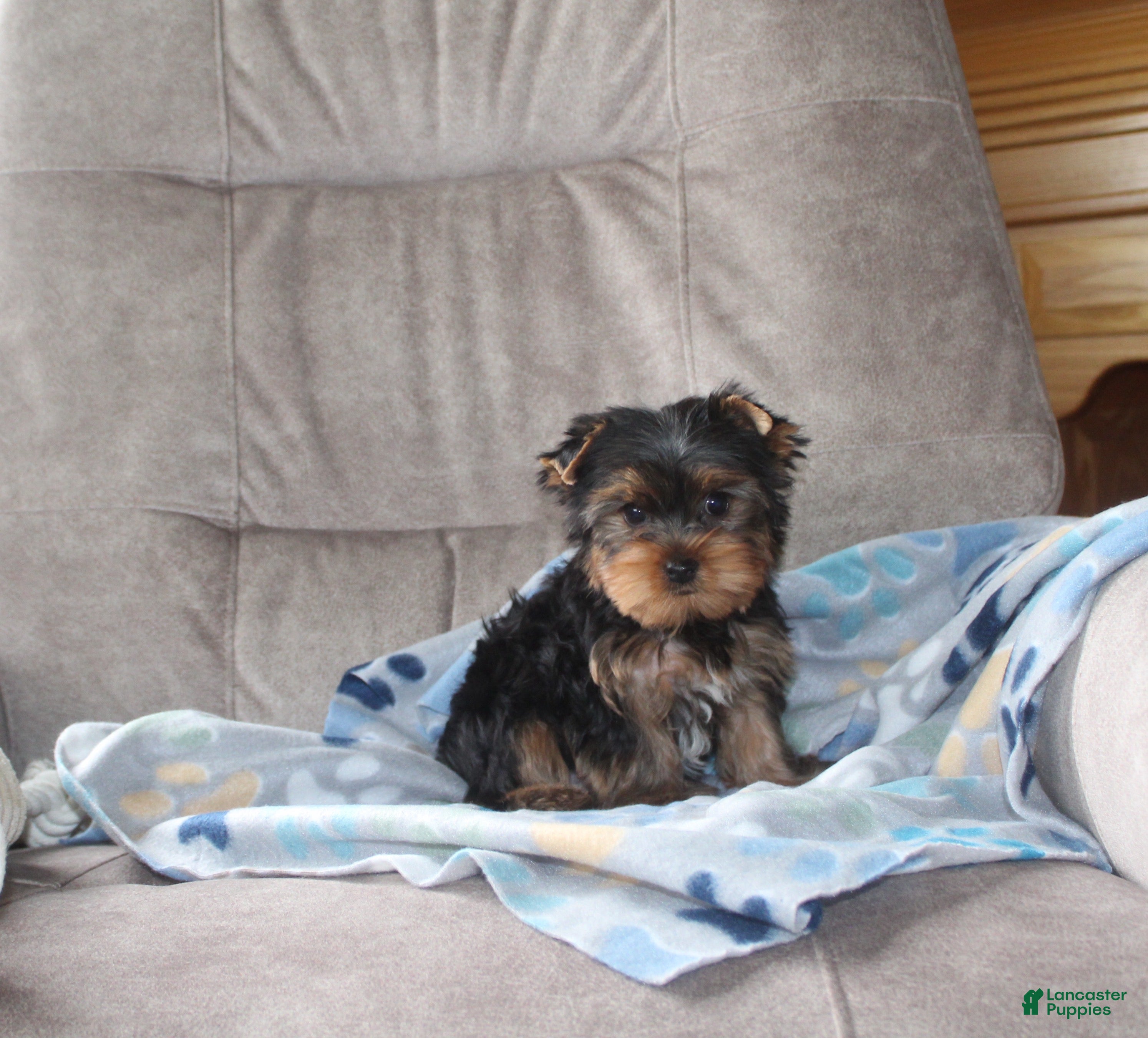 Yorkshire Terrier dogs Toby - Ad 1