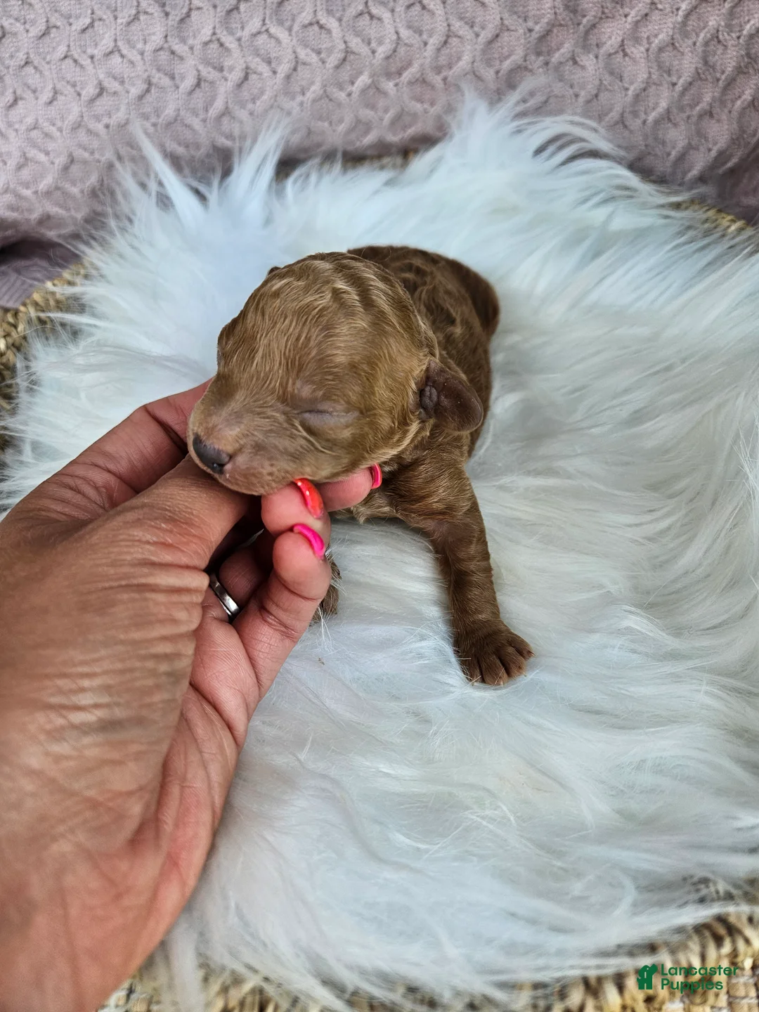 Cavapoo dogs for sale: Joker - Ad 2