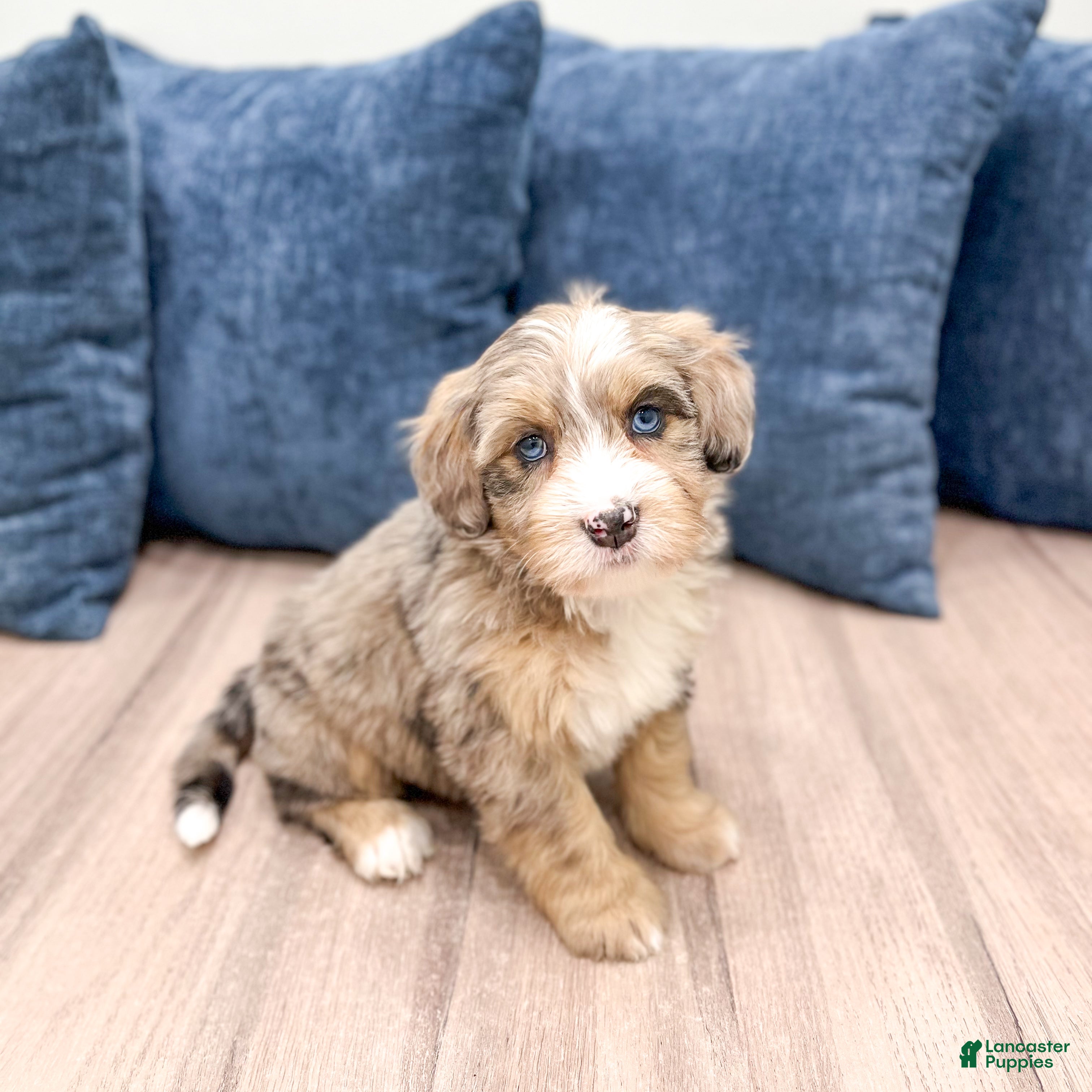 Mini Bernedoodle dogs Jewel - Ad 2