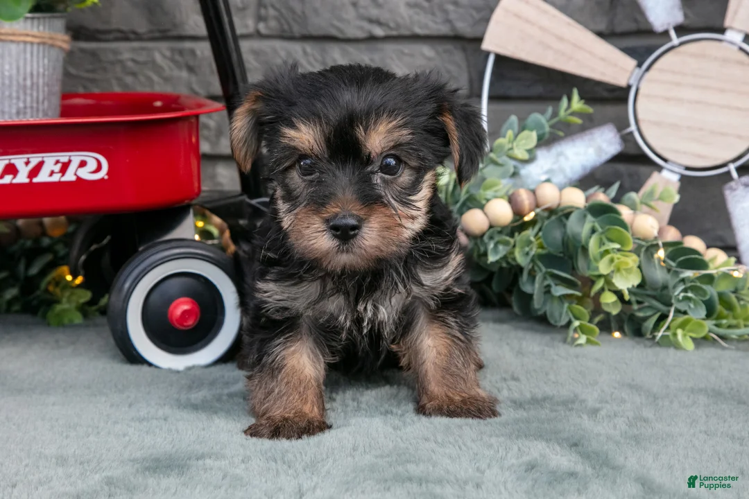 Yorkshire Terrier dogs for sale: Bingo - Ad 1