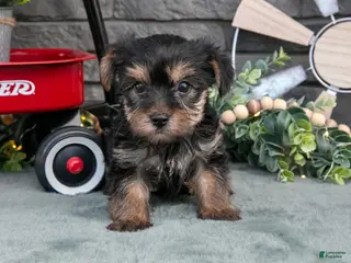 Yorkshire Terrier dogs Bingo - Ad 34