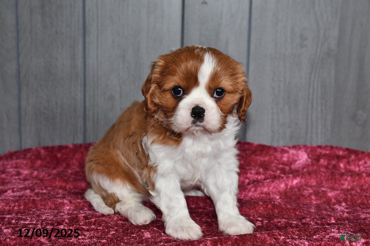 Cavalier King Charles Spaniel dogs Queen   - Ad 8