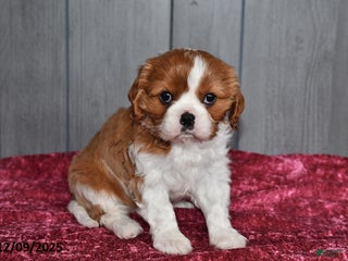 Cavalier King Charles Spaniel dogs Queen - Ad 8