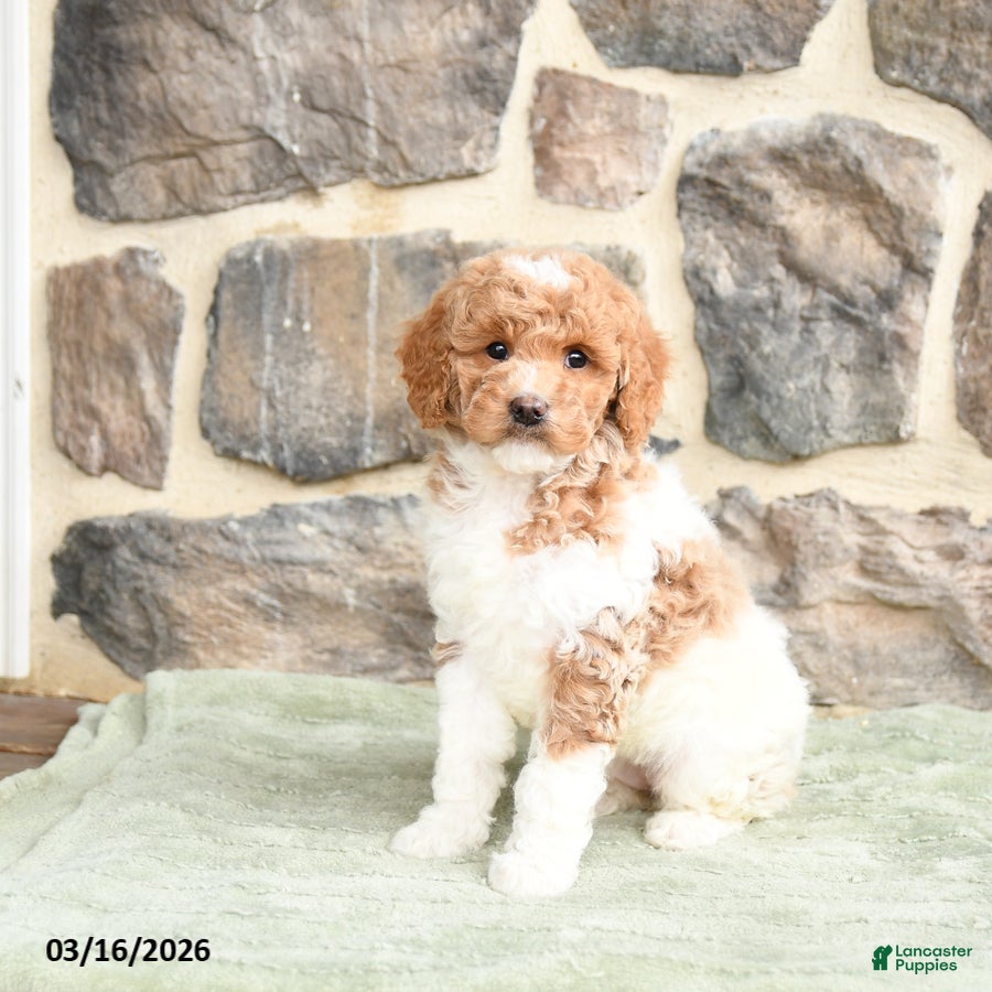 Goldendoodle dogs Joy - Ad 1
