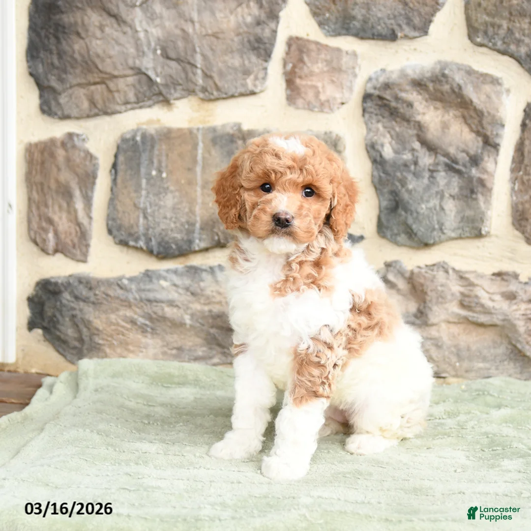 Goldendoodle dogs for sale: Joy - Ad 1