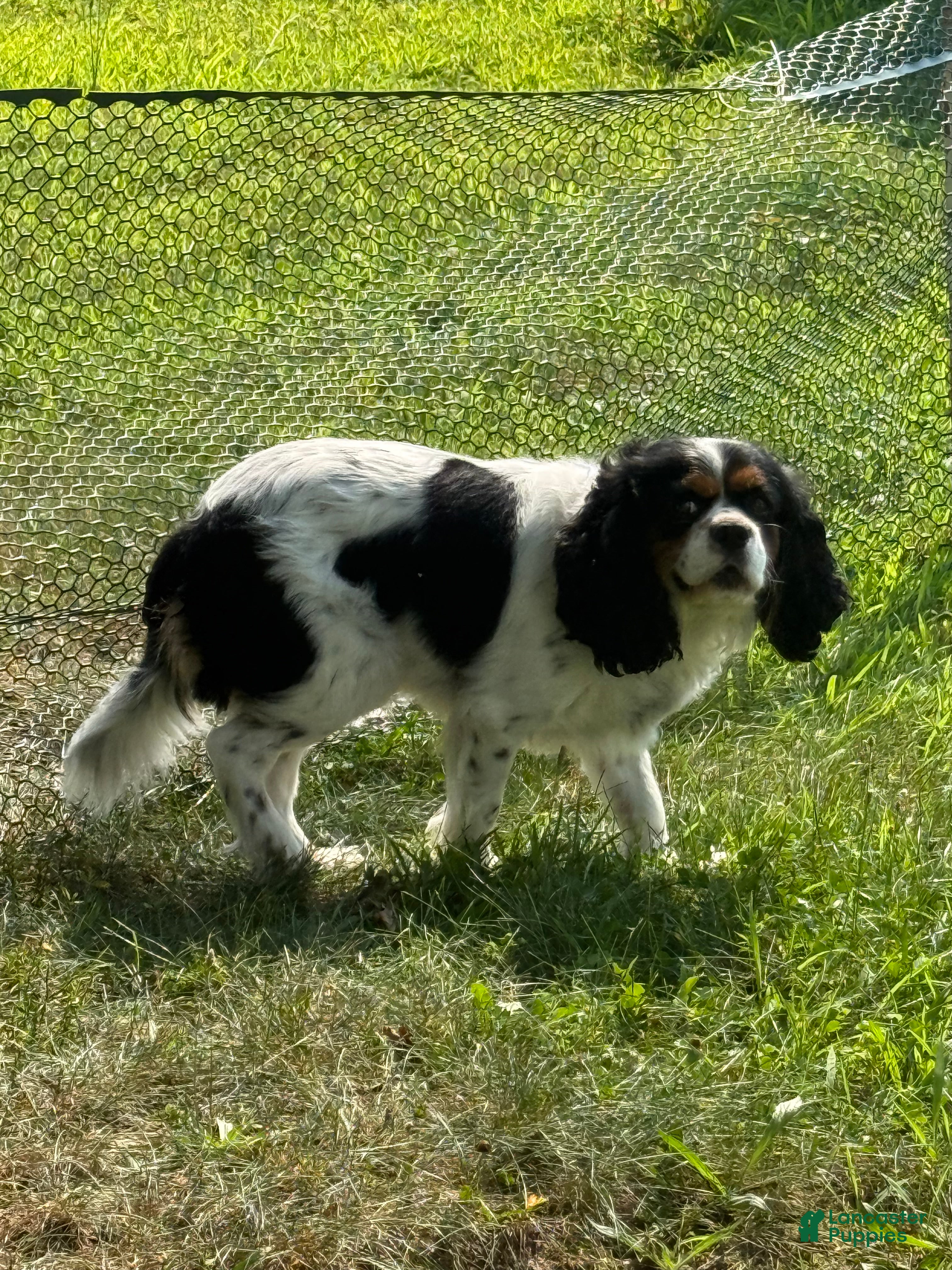 Cavalier King Charles Spaniel dogs Cavalier King Charles Spaniel 1 - Ad 6