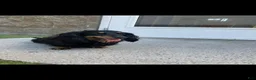 Miniature Dachshund dogs for sale: Dogo - Ad 5