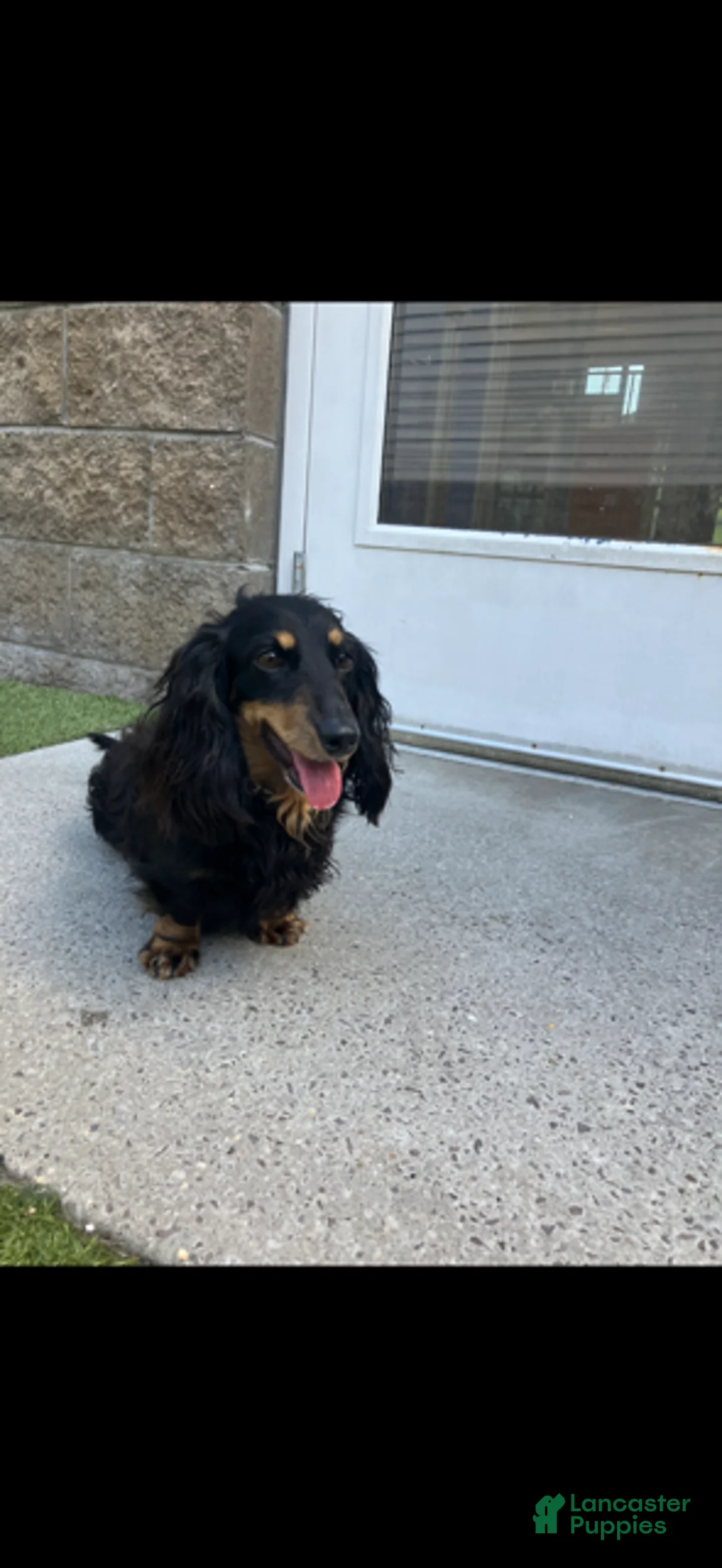 Miniature Dachshund dogs for sale: Dogo - Ad 5