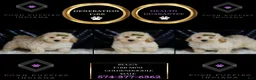 Mini Goldendoodle dogs for sale: Buggy - Ad 6