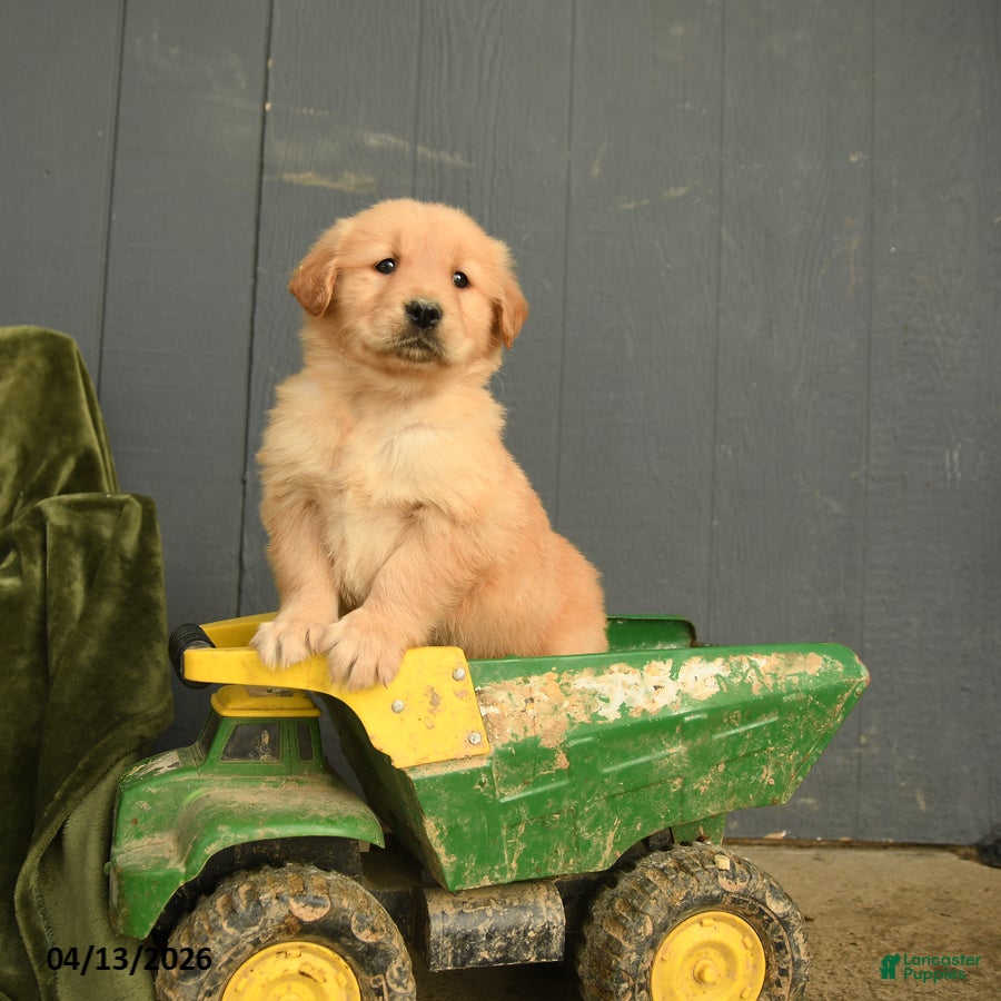 Golden Retriever dogs Wendy - Ad 1