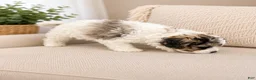 Shihpoo dogs for sale: Parti Male Shihpoo Puppy Available  - Ad 2