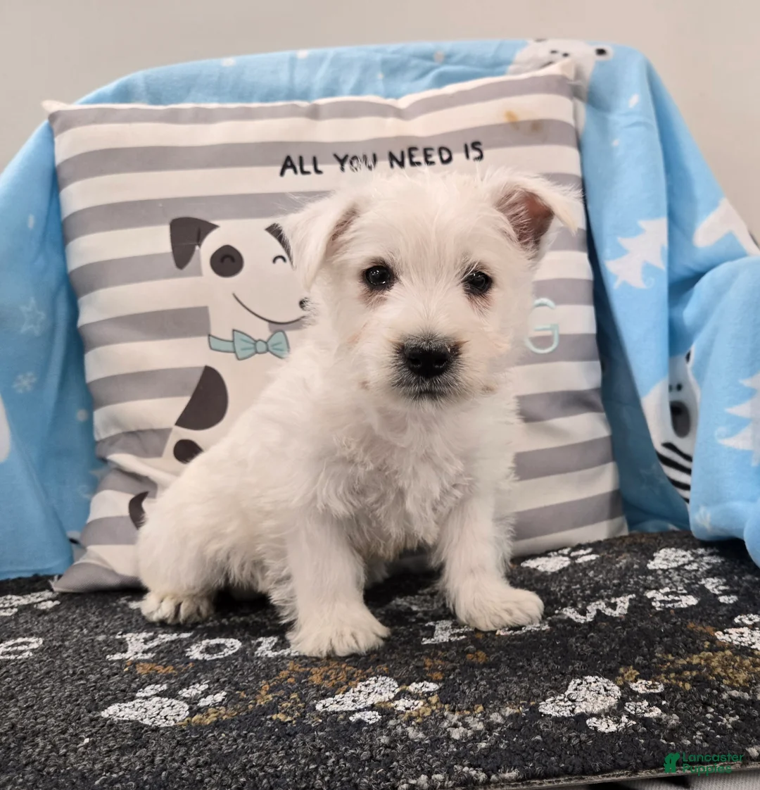 West Highland Terrier dogs for sale: Perry - Ad 1