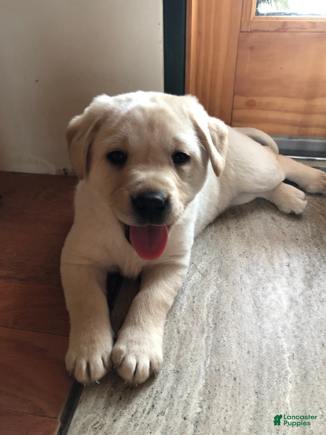 Labrador Retriever dogs for sale: Marley - Ad 3