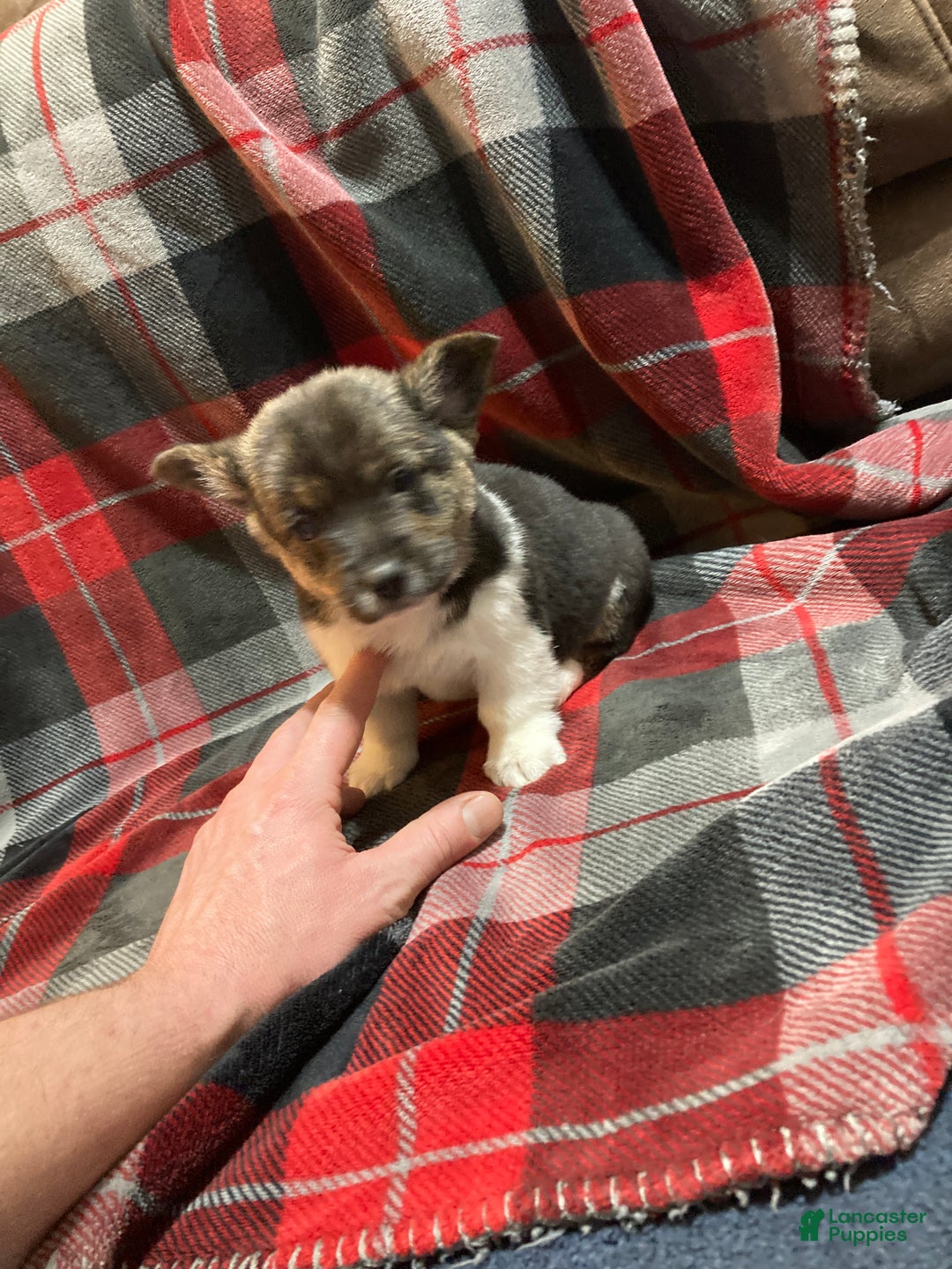 Mixed Breed dogs for sale: Trina - Ad 8