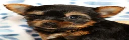 Yorkshire Terrier dogs for sale: Teddy - Ad 9