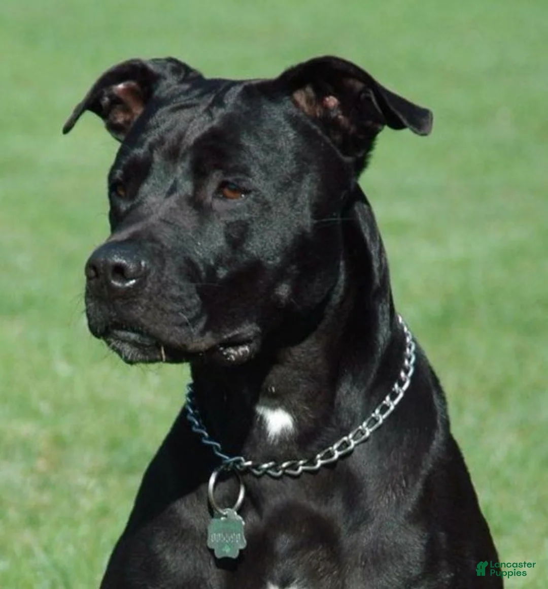 Mixed Breed dogs for sale: Mixed Breed Puppy 1 - Ad 4