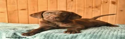 Labrador Retriever dogs for sale: Ginger  - Ad 5