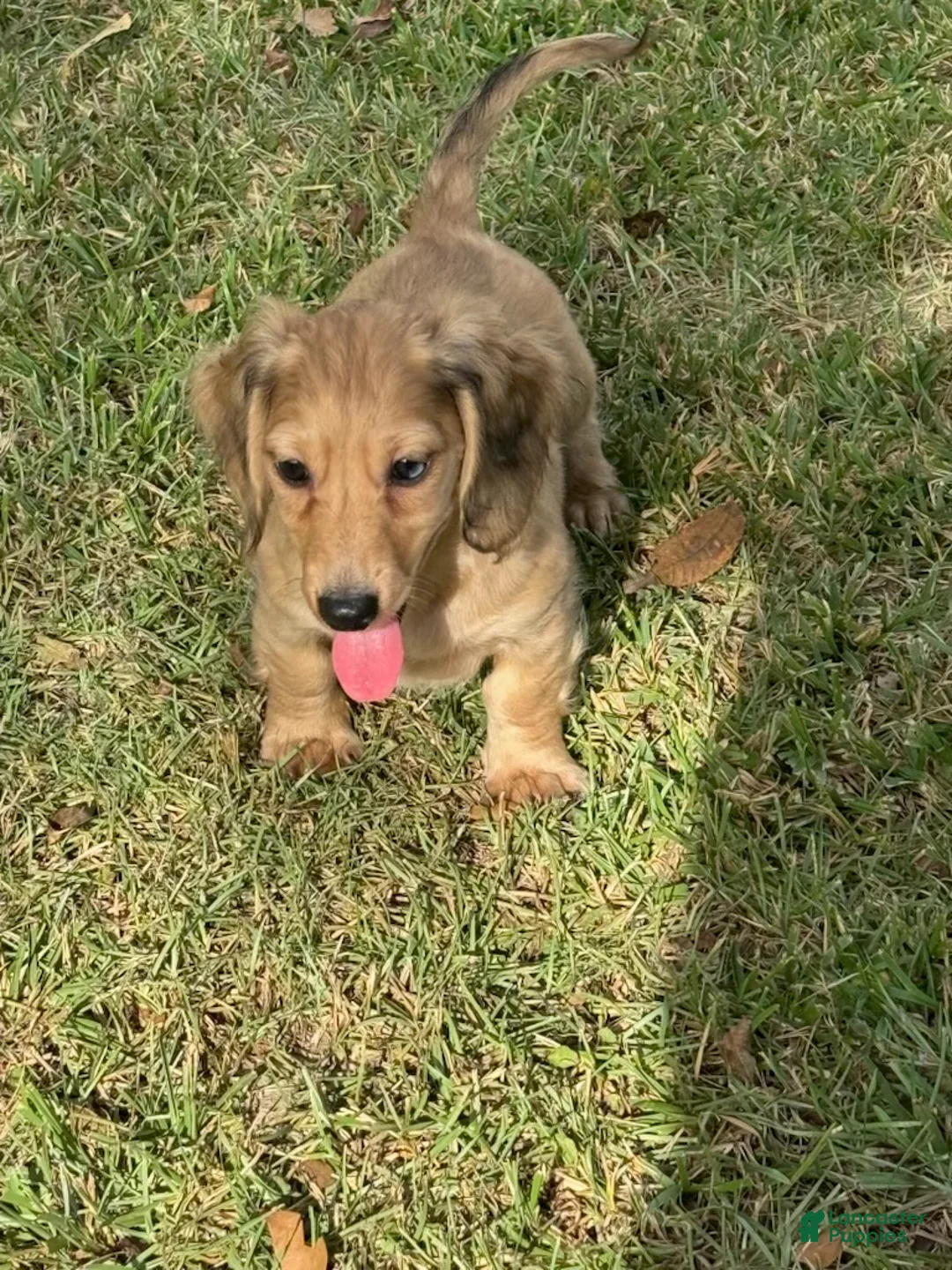 Miniature Dachshund dogs for sale: Cash - Ad 2