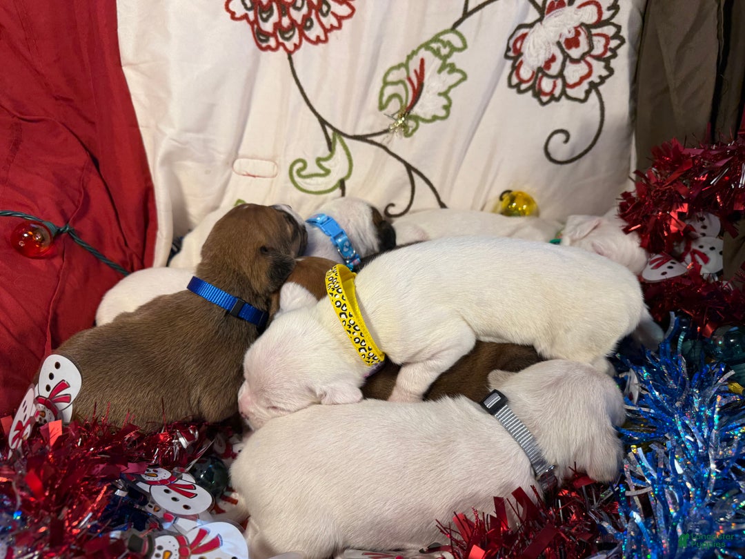 Mixed Breed dogs for sale: Puffball - Ad 15