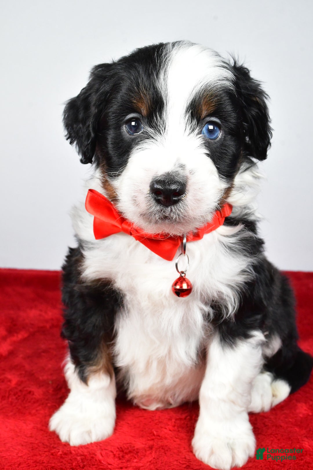 Mini Aussiedoodle dogs for sale: Shadow - Ad 1