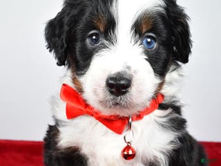 Mini Aussiedoodle dogs Shadow - Ad 20