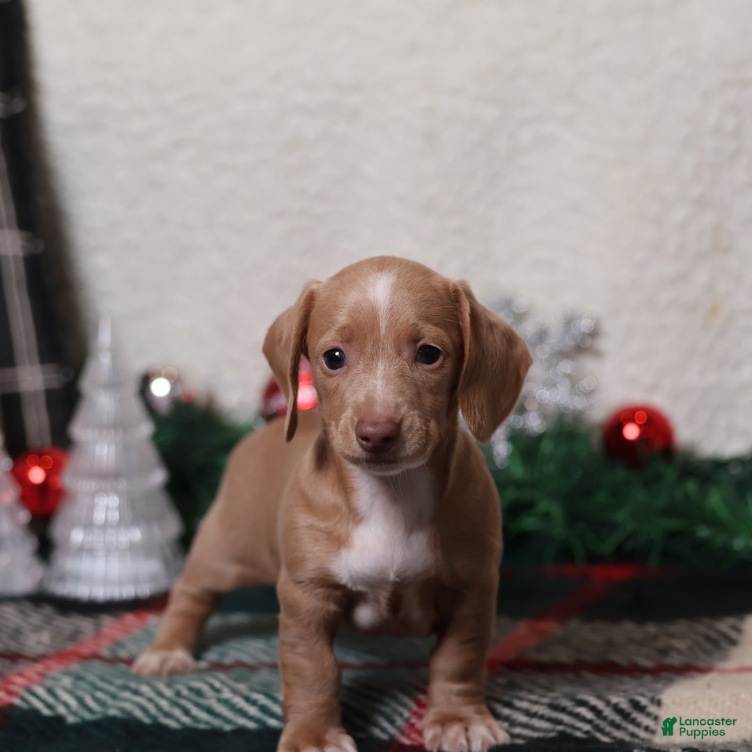 Dachshund dogs for sale: Daphne - Ad 8