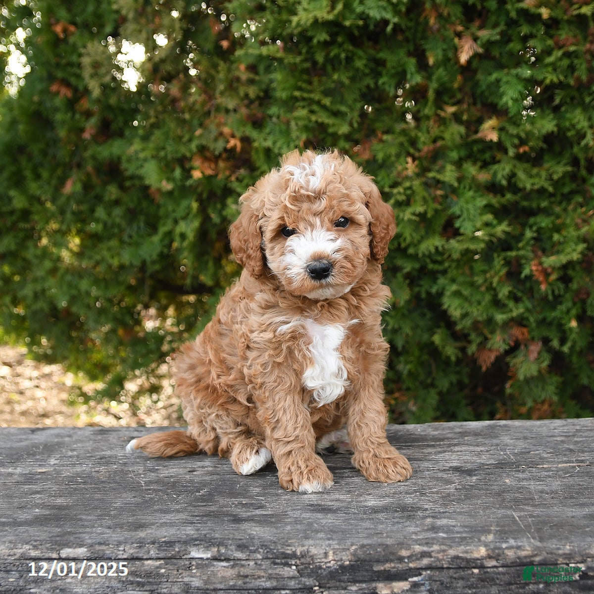 Mini Goldendoodle dogs Freddy - Ad 11