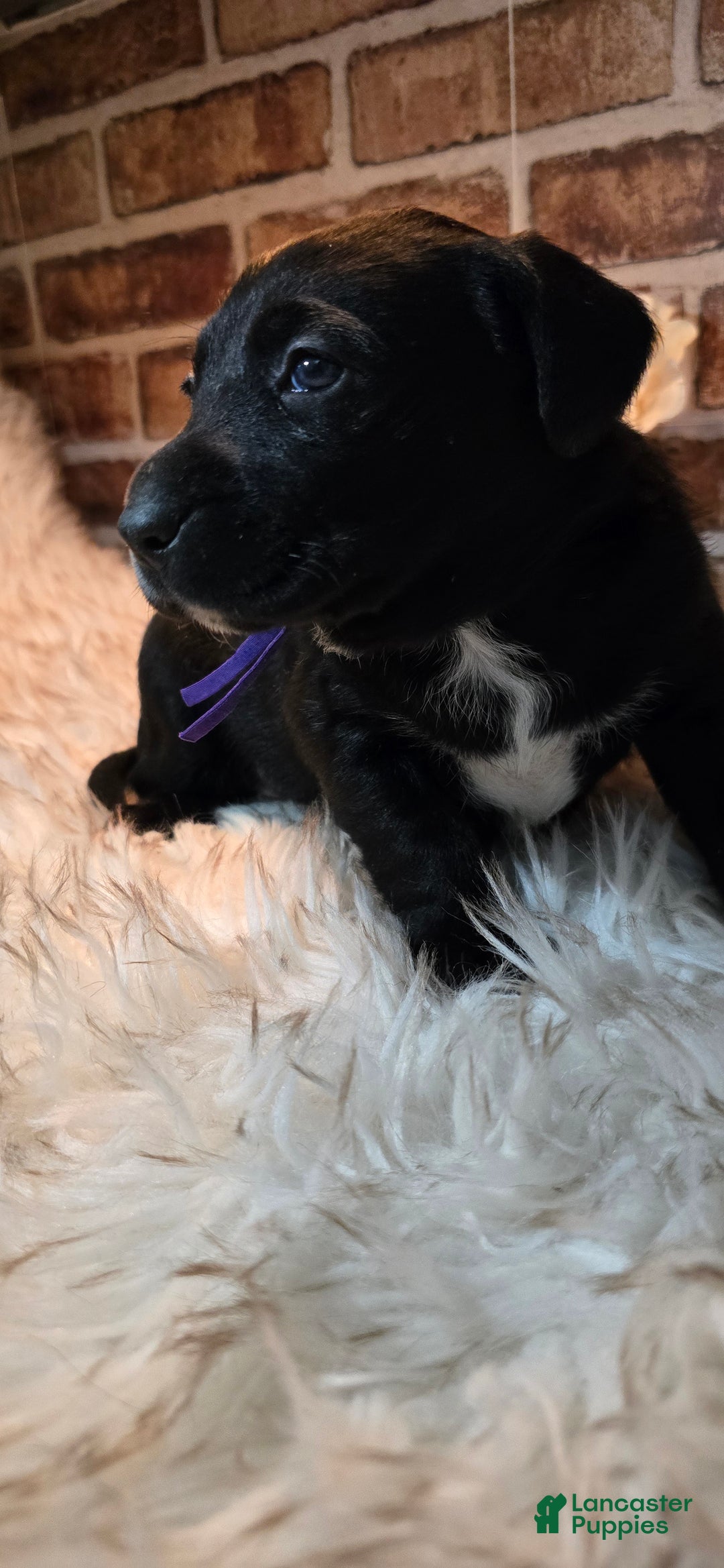 Mixed Breed dogs for sale: Luna - Ad 6