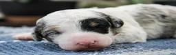 Mini Bernedoodle dogs for sale: Tessie  - Ad 6