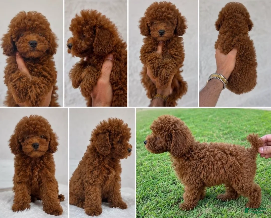 Toy Poodle dogs for sale: Toy Poodle 1 - Ad 15