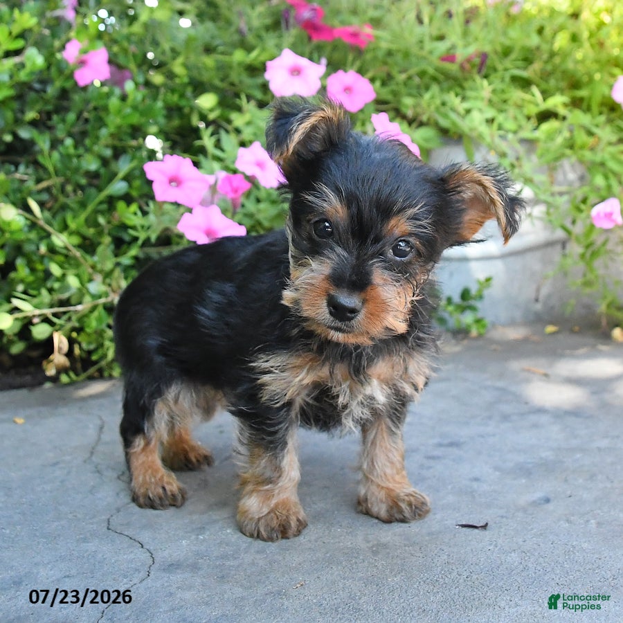 Yorkshire Terrier dogs for sale: Lucky - Ad 2