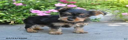 Yorkshire Terrier dogs for sale: Lucky - Ad 1