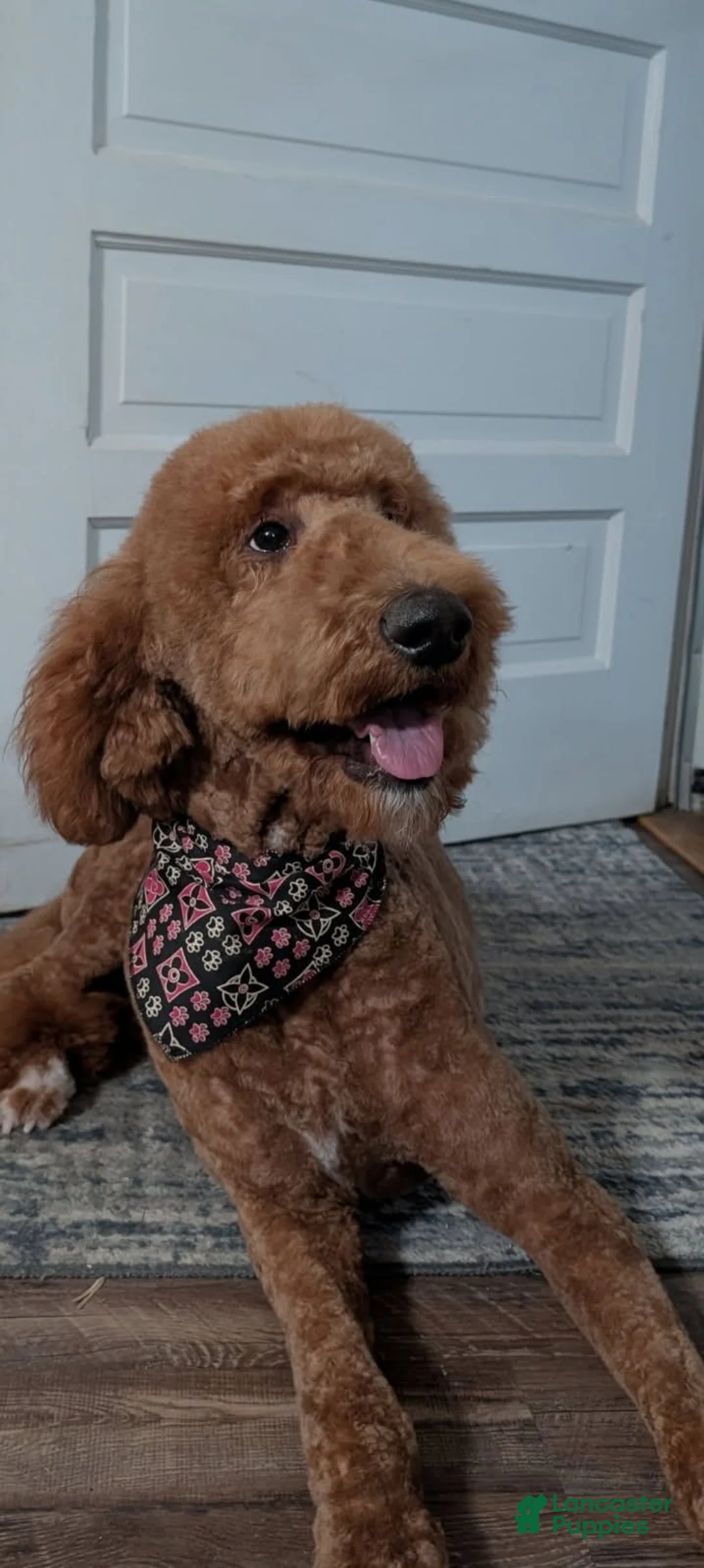 Goldendoodle dogs for sale: Goldendoodle 9 - Ad 2