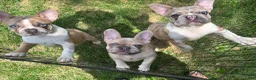 French Bulldog dogs for sale: French Bulldog 1 - Ad 15