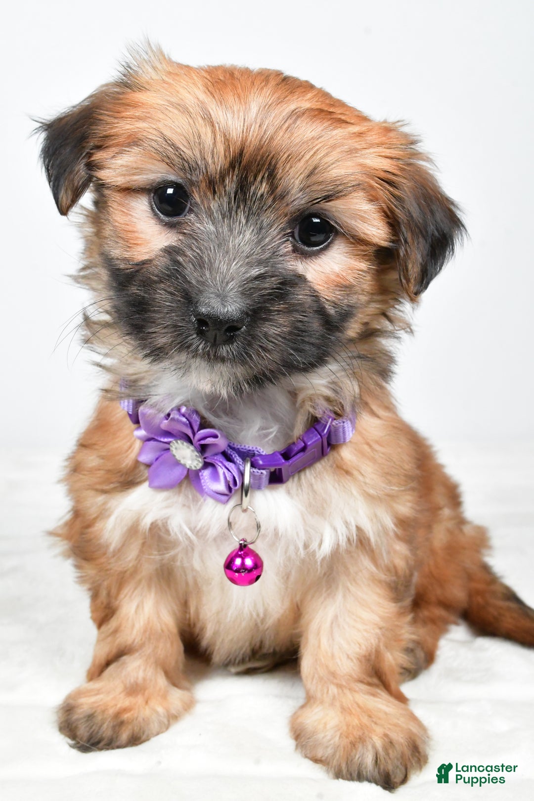 Morkie dogs for sale: Nina - Ad 5