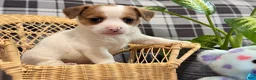 Jack Russell Terrier dogs for sale: Malachi - Ad 3