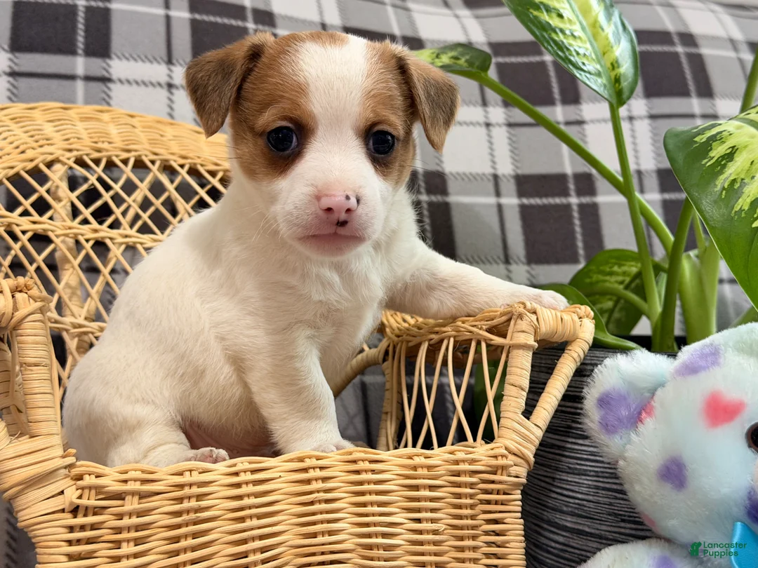 Jack Russell Terrier dogs for sale: Malachi - Ad 3