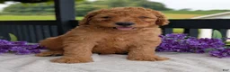 Goldendoodle dogs for sale: Archie  - Ad 9