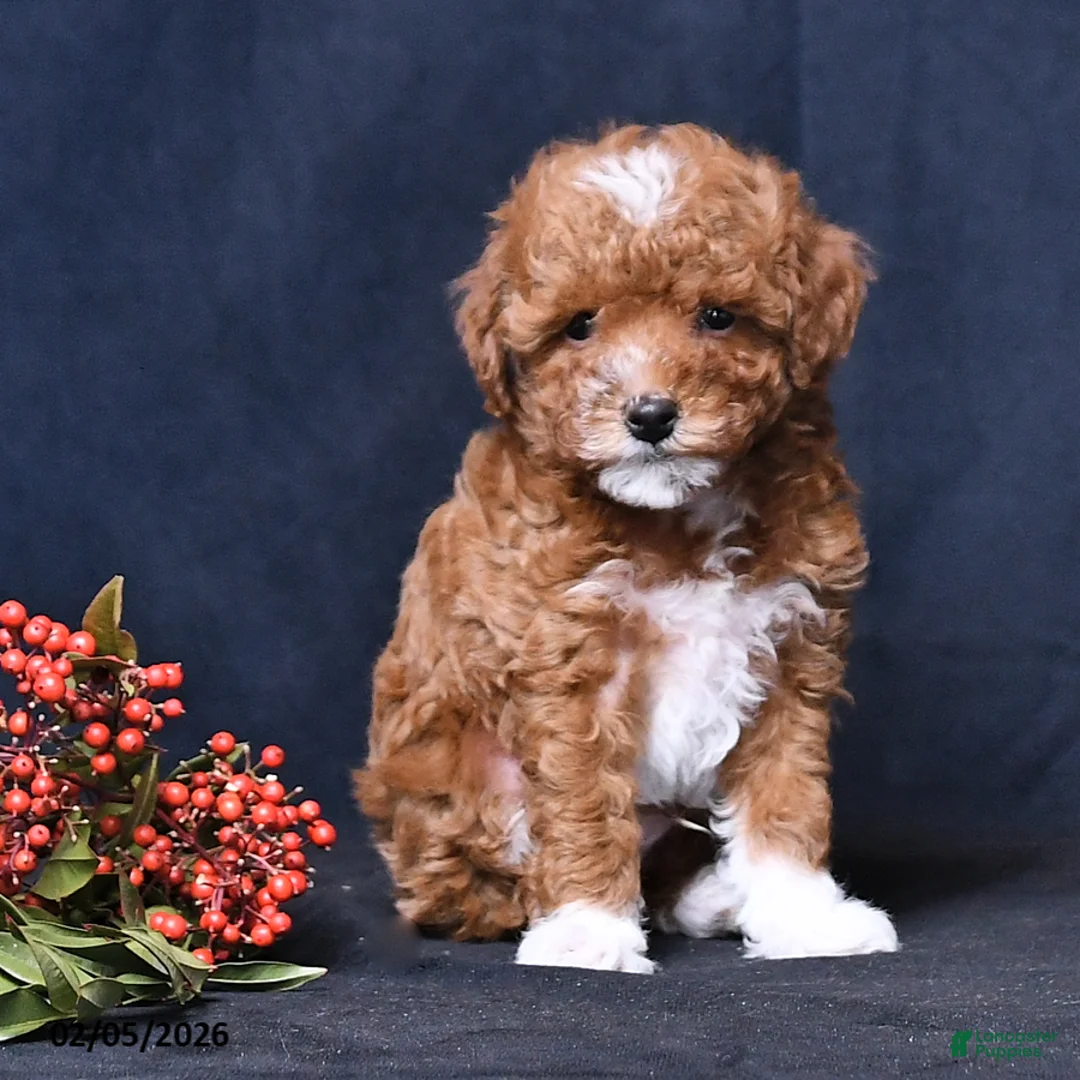 Toy Poodle dogs for sale: Rocky - Ad 3