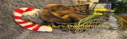 Miniature Dachshund dogs for sale: Miniature Dachshund Puppy 2 - Ad 4