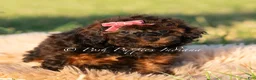 Toy Poodle dogs for sale: Buttercup AKC - Ad 2