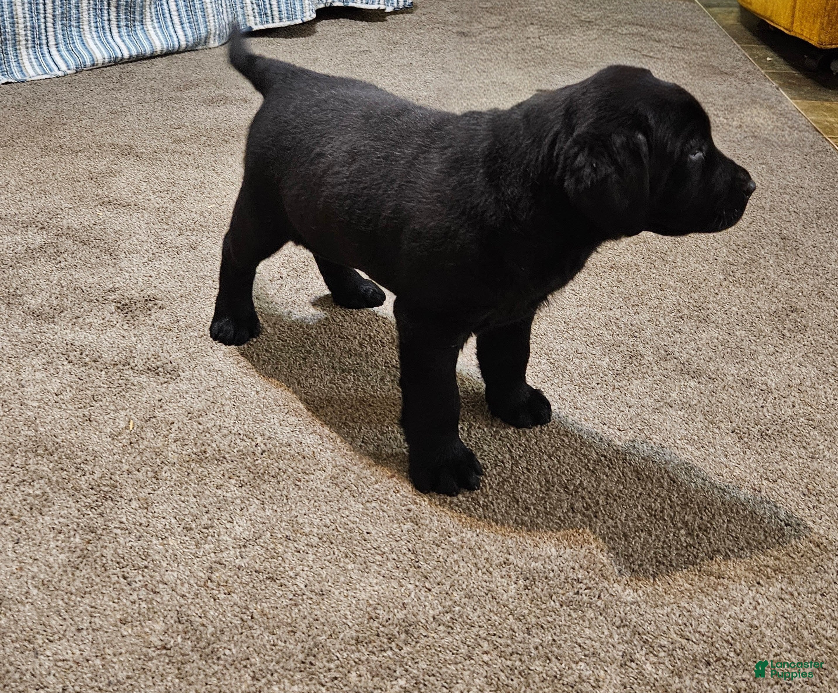 Goldador dogs Mixed Breed Puppy 2 - Ad 1