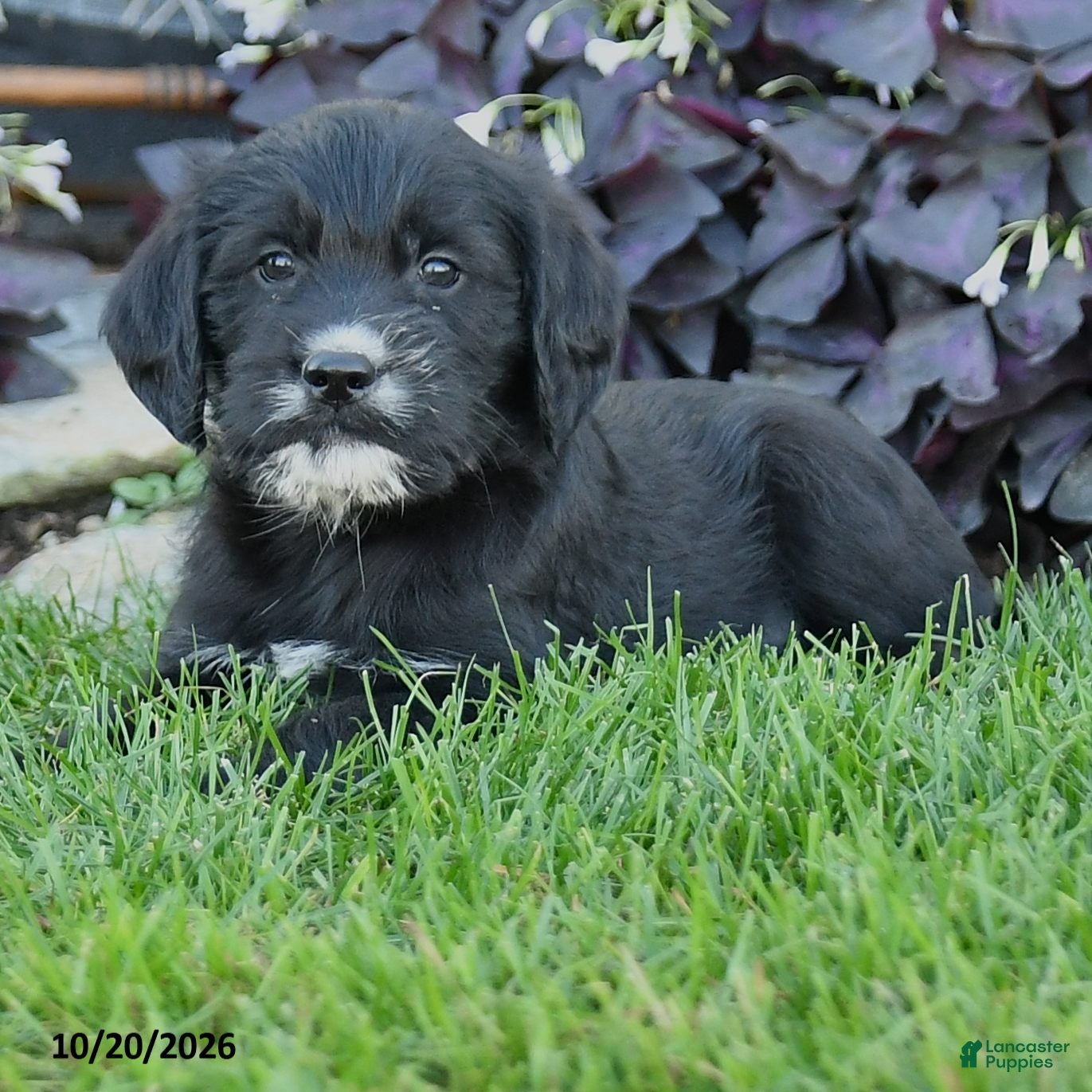 Mixed Breed dogs Chief - Ad 2