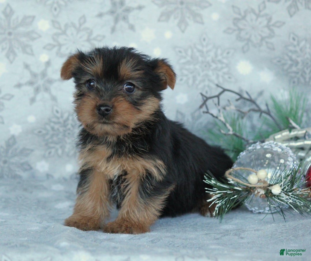 Yorkshire Terrier dogs for sale: Taffy - Ad 4
