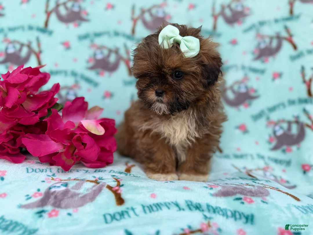 Shihpoo dogs for sale: Quinn - Ad 8