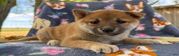 Shiba Inu dogs for sale: Beanie - Ad 4